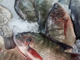 Kota Cilacap 7 Jenis Ternak Ikan yang Menjanjikan di Dunia Aquaculture 10 kotacilacapdotcom